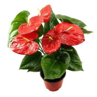 Антуриум Мауи Ред купить