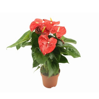 Антуриум Алоха Ред Пот купить