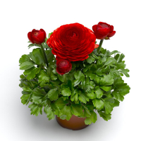 Ранункулюс купить