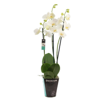 Орхідея фаленопсис White 3 квітконоси купить