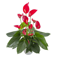 Антуриум Melodia Red купить