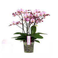 Орхідея Taiwan Multiflora купить