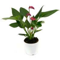 Антуриум микс купить