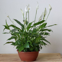 Спатіфілум купить