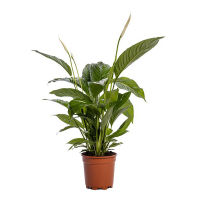 Спатифілум Mimesis Chopin купить