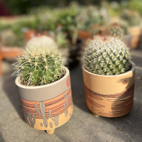 Кактус микс купить