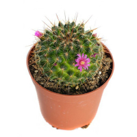 Маммилярия купить