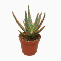 Алоэ zebrina dannyz купить