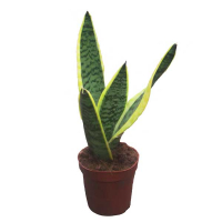 Сансевиерия трехполосая Лоуренса купить