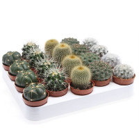 Кактус (Cactus) микс купить