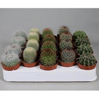 Кактус (Cactus)