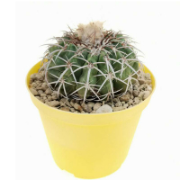 Дискокактус Placentiformis купить