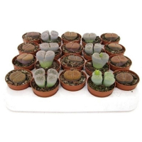 Литопс микс купить