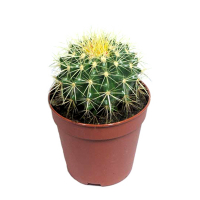Эхинокактус купить
