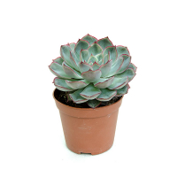 Суккулент микс купить