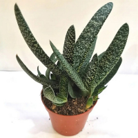 Гастерия купить