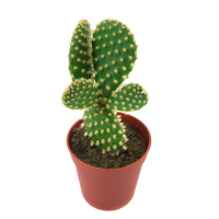 Опунція дрібноволосиста купить