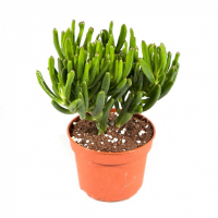 Крассула Хоббит купить