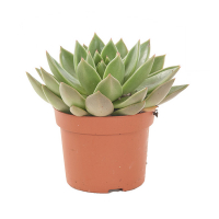 Эхеверия микс купить