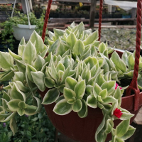 Аптения купить