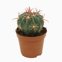 Ферокактус ширококолючковый купить