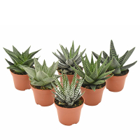 Хавортия Big Band купить