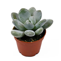 Пахифитум Оviferum купить