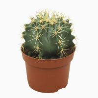 Ферокактус купить