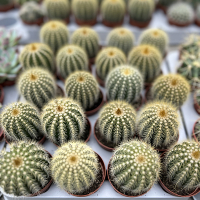 Эриокактус Warasii купить