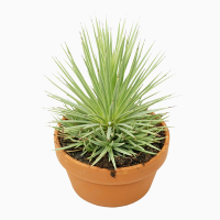 Агава купить