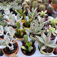 Суккулент микс в кашпо на магните купить