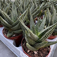 Хавортия baldianum купить