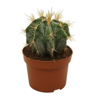 Астрофитум купить