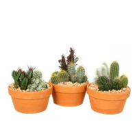 Кактусы композиция микс купить