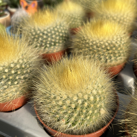 Пародия (Эриокактус) купить