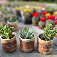 Суккулент микс купить