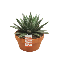 Агава Victoriae reginae купить