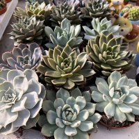 Эхеверия микс купить