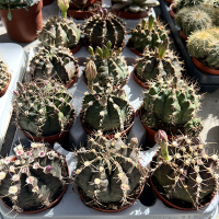 Гимнокалициум купить