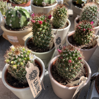 Маммилярия Backeb Ernestii купить