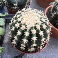 Эхинокактус grusonii brevispinus купить