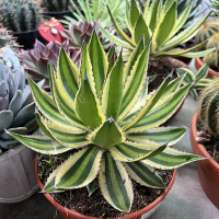 Агава Quadricolor купить