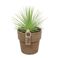 Агава Нана купить