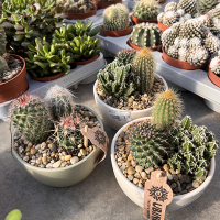 Кактус микс композиция купить