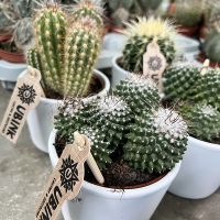 Кактус микс купить