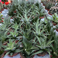 Алоэ микс купить