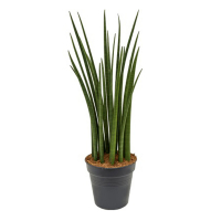 Сансевиерия цилиндрическая купить