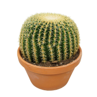 Эхинокактус grusonii intermedius купить