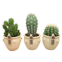 Кактус микс купить