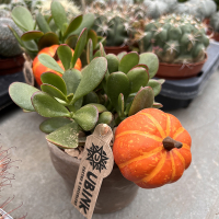 Суккулент композиция купить